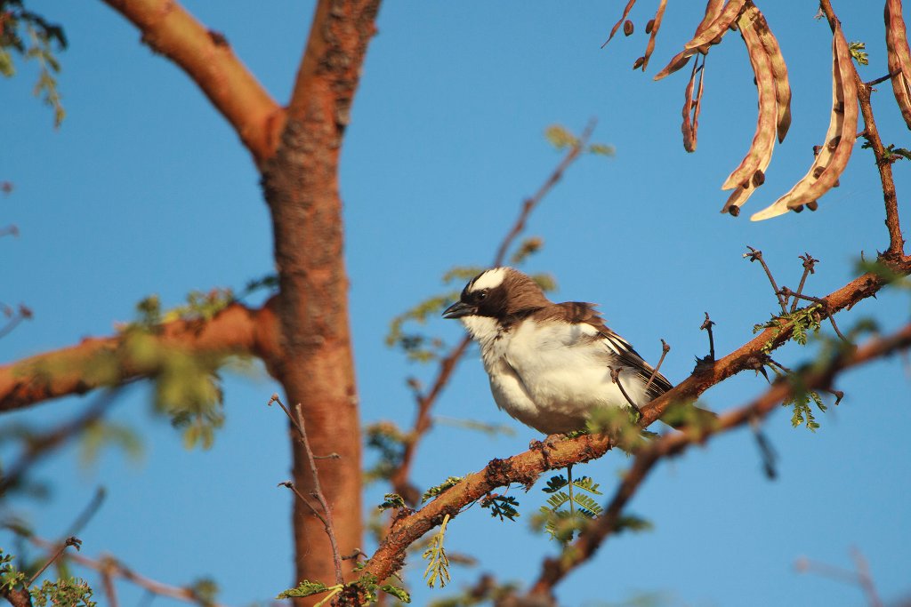 18-Cape sparrow.jpg - Cape sparrow